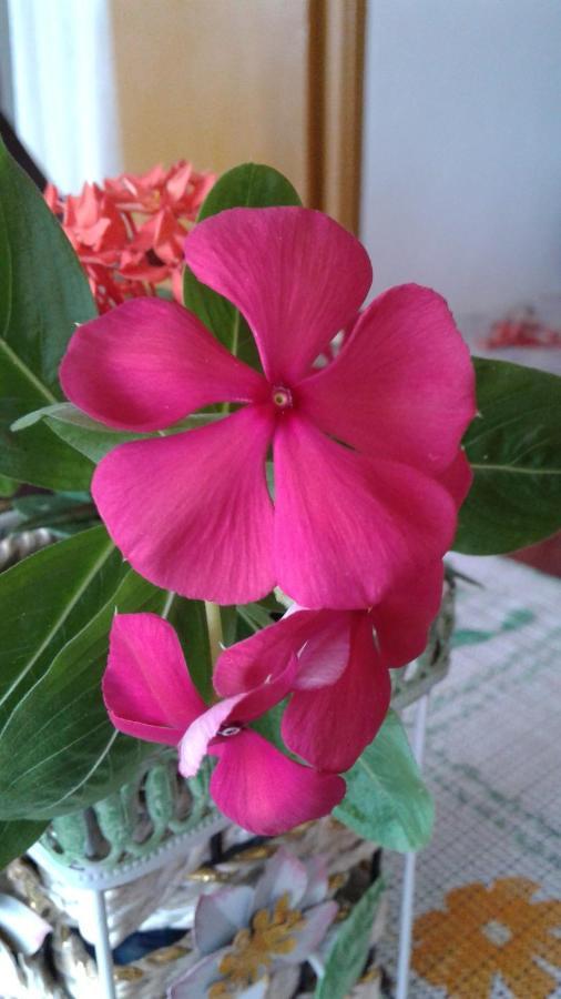 Seychelles Yellow Petals Anse Boileau Exterior photo